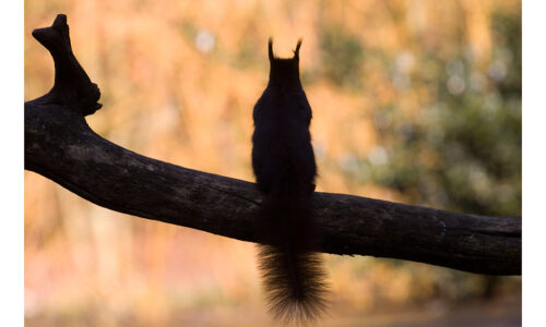 E-Learning “Introductie in natuurfotografie – ontdek in 3 lessen hoe je beter leert kijken.”