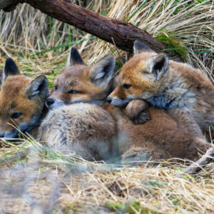 Fotokaart 3 kleine vosjes – moment van rust