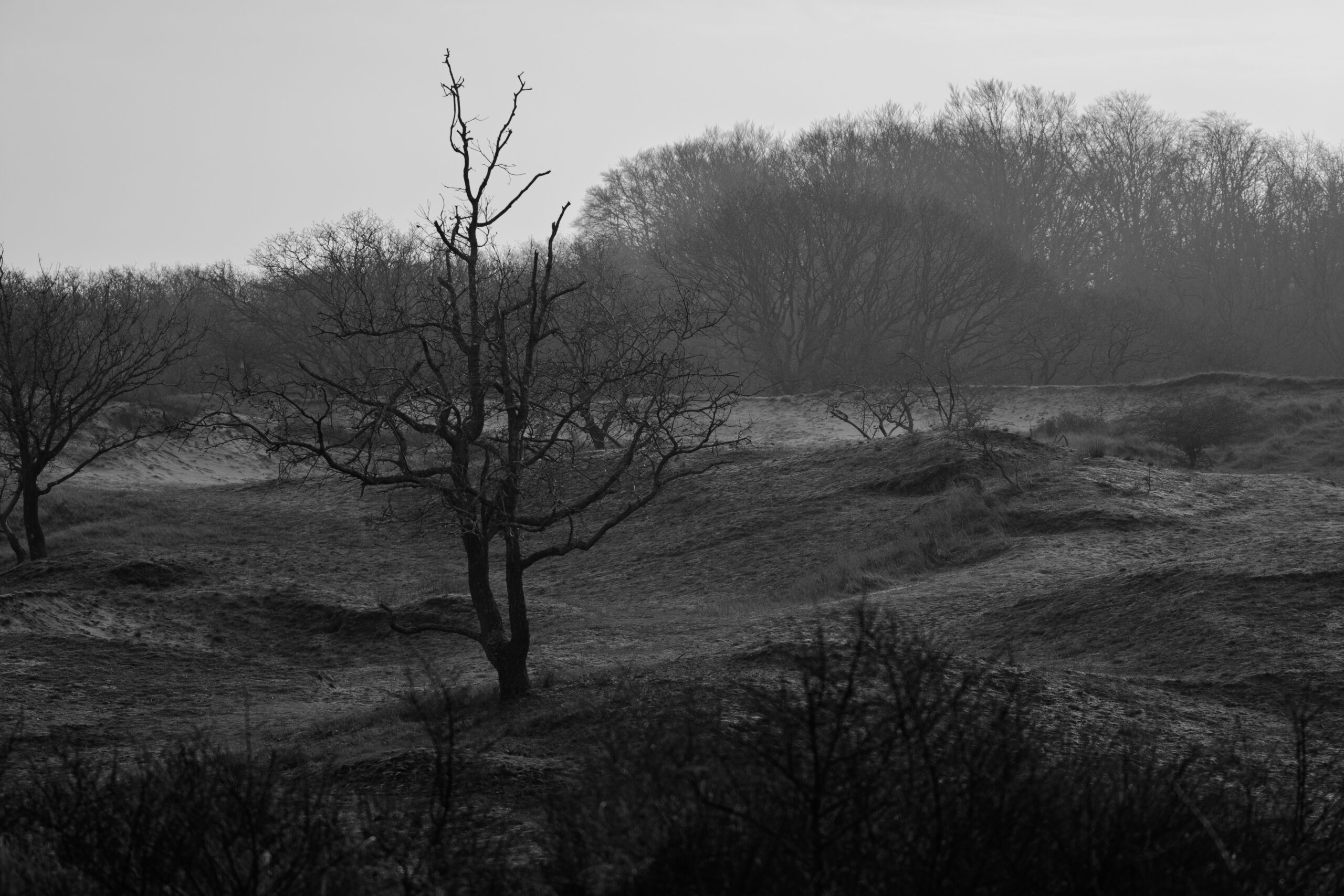 Ochtendritueel in de Amsterdamse Waterleidingduinen Ochtendritueel in de Amsterdamse Waterleidingduinen