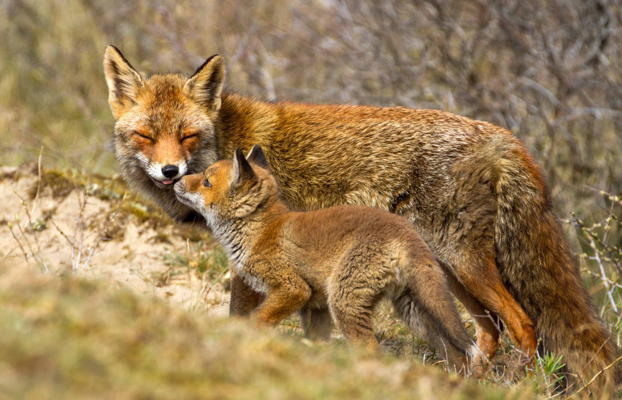 Fotokaart Moervos met welp | Rust & Verbinding